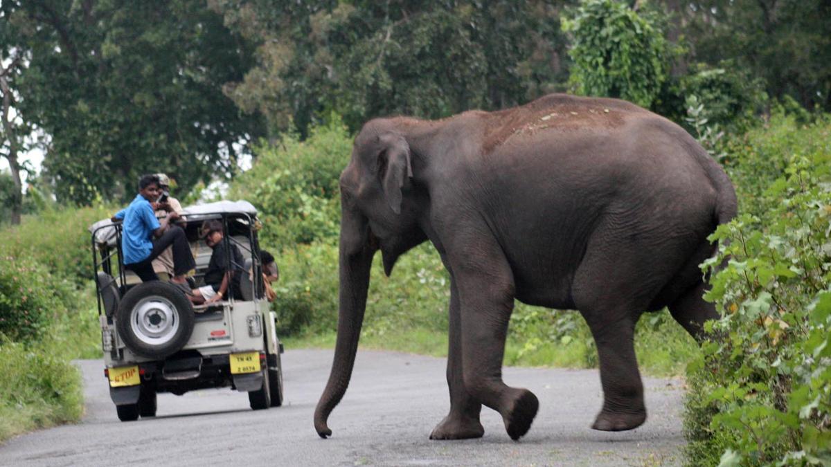 Man trampled to death by elephant in Wayanad