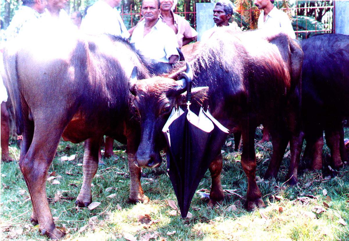 File picture of a cattle fair at Omalloor Krishi Vaibhavam, the biggest agrarian fair in South Kerala.