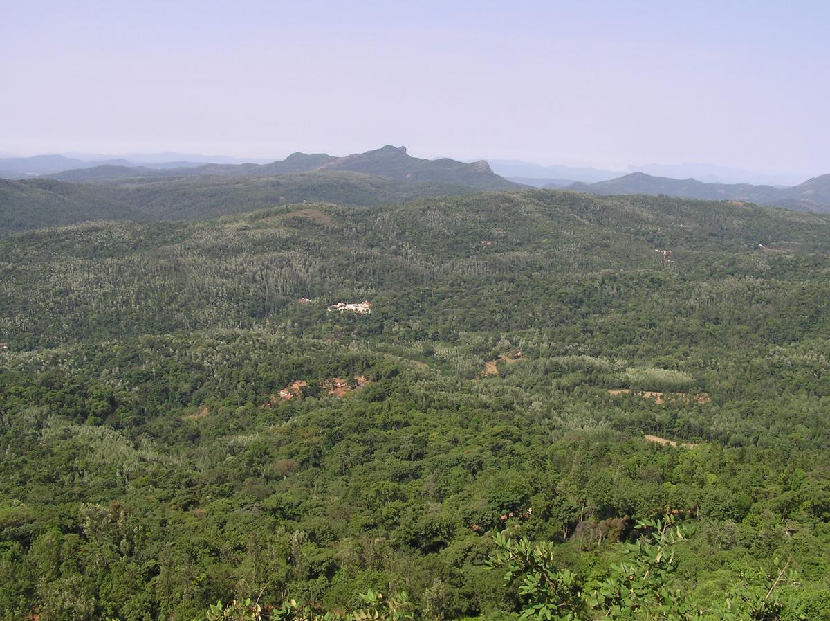 Shade coffee agroforests and pockets of remnant natural forest form a dense and continuous tree canopy in the Chikmagalur region of the Western Ghats, India. Shade coffee agroforests and pockets of remnant natural forest form a dense and continuous tree canopy in the Chikmagalur region of the Western Ghats, India.