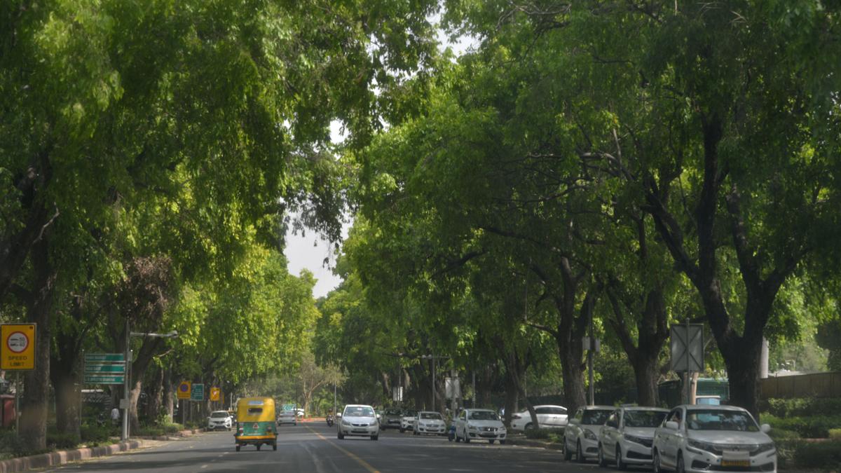 Over 100 hectares of forest land diverted for development work in Delhi