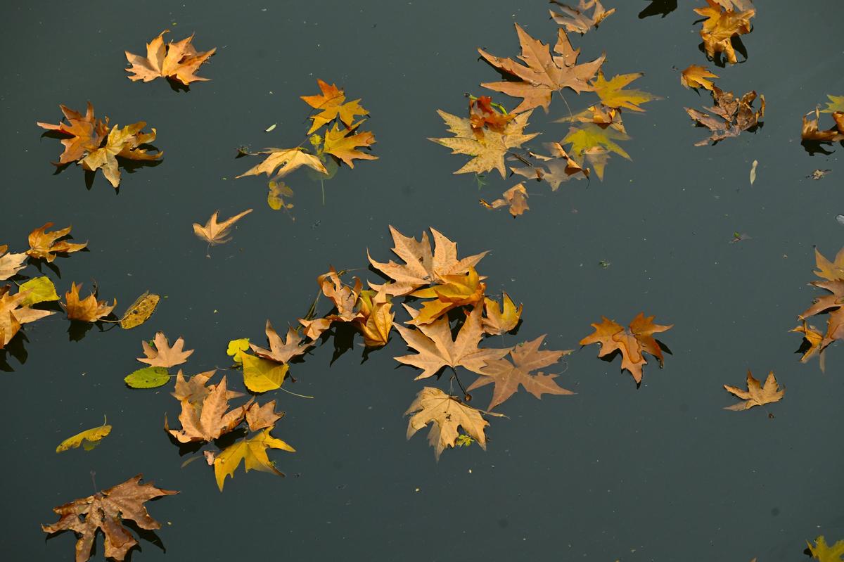 Fallen chinar tree leaves float on the waters of Tchunte Kul, a tributary of Dal Lake, during an autumn day in Srinagar, Wednesday, 19, November 2025. Fall in Kashmir, locally known as 'Harud', transforms the valley into a vibrant canvas of red, orange, and yellow hues. 