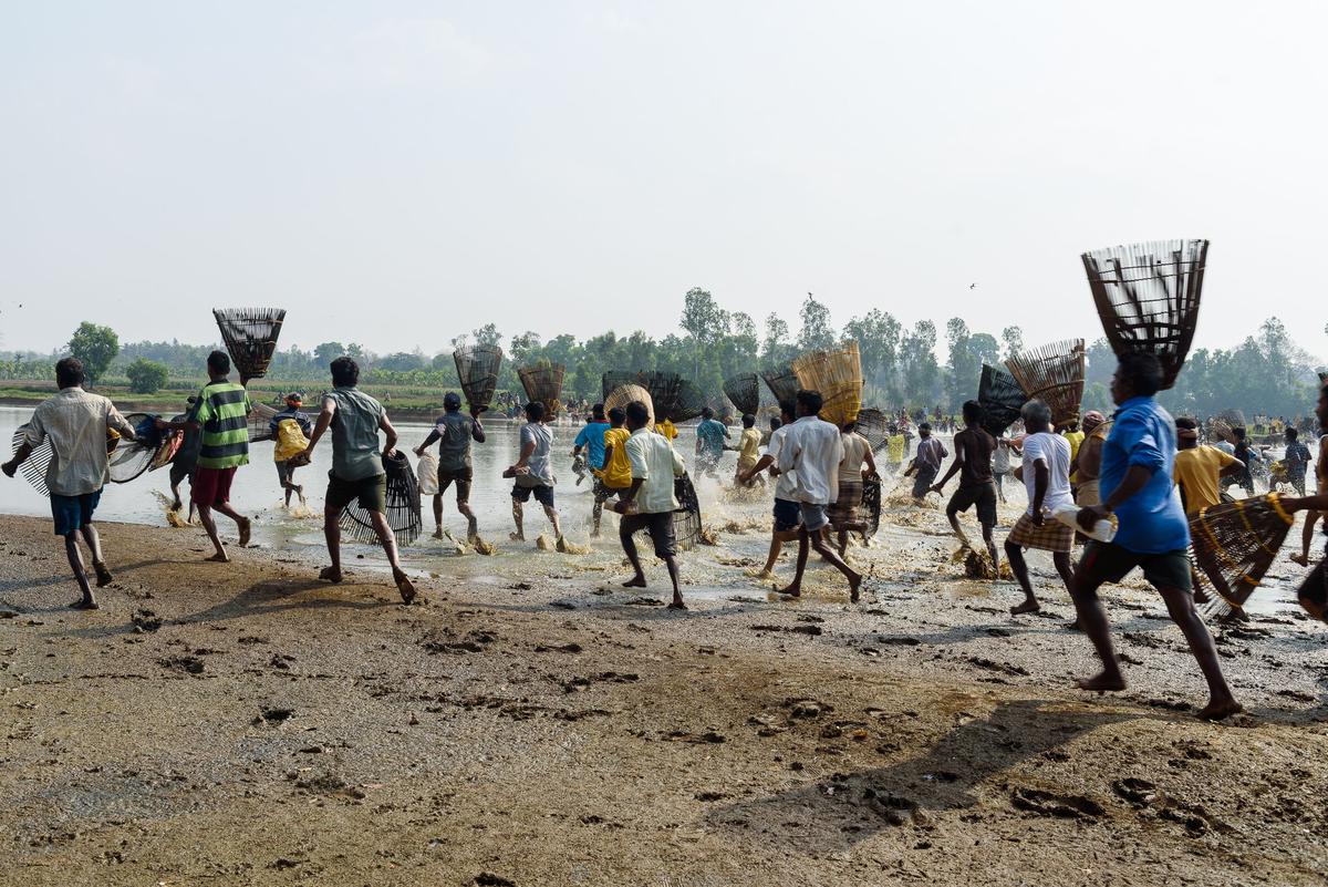 People rush into the shallow waters of Hecche panchayat lake during the annual community fishing event — ‘kere bete’ 