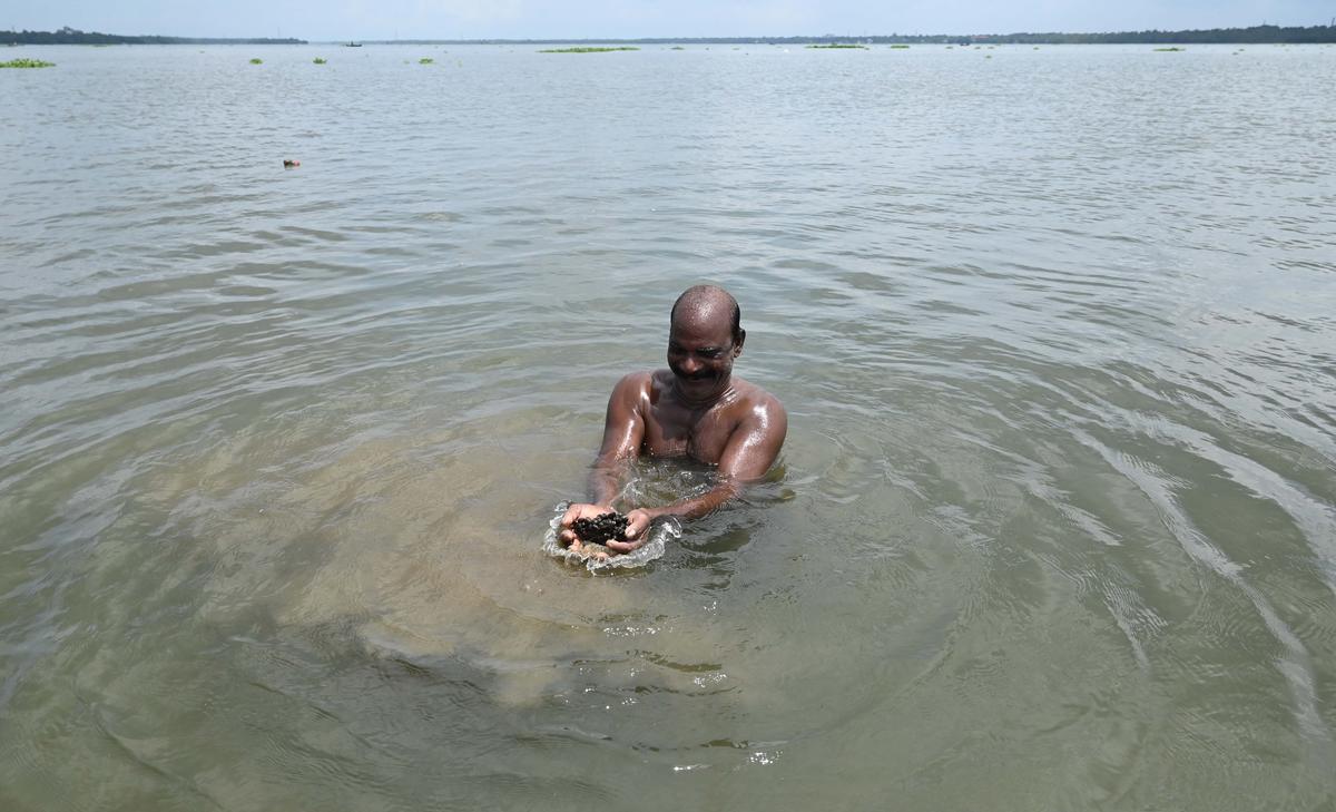 
A clam collector emerges from the lakebed with freshly gathered black clams. 