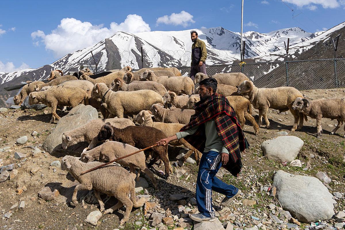 Nomadic shepherds with their flock near the Pir Panjal Pass in Kashmir. Nomadic shepherds with their flock near the Pir Panjal Pass in Kashmir.