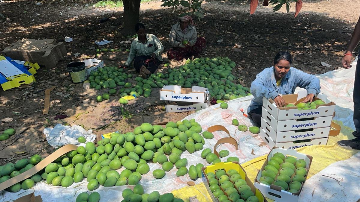 SERP-backed Be’nishan achieves ₹463 crore cumulative business, boosts farmer incomes in Telangana