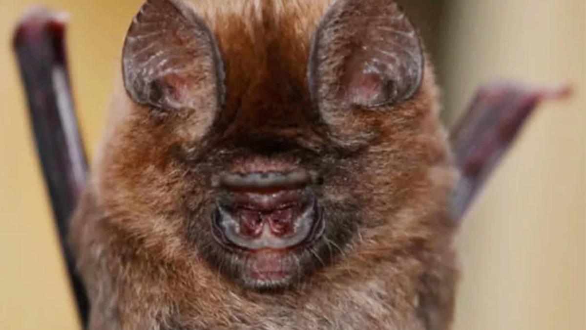 New bat species discovered by a global research team