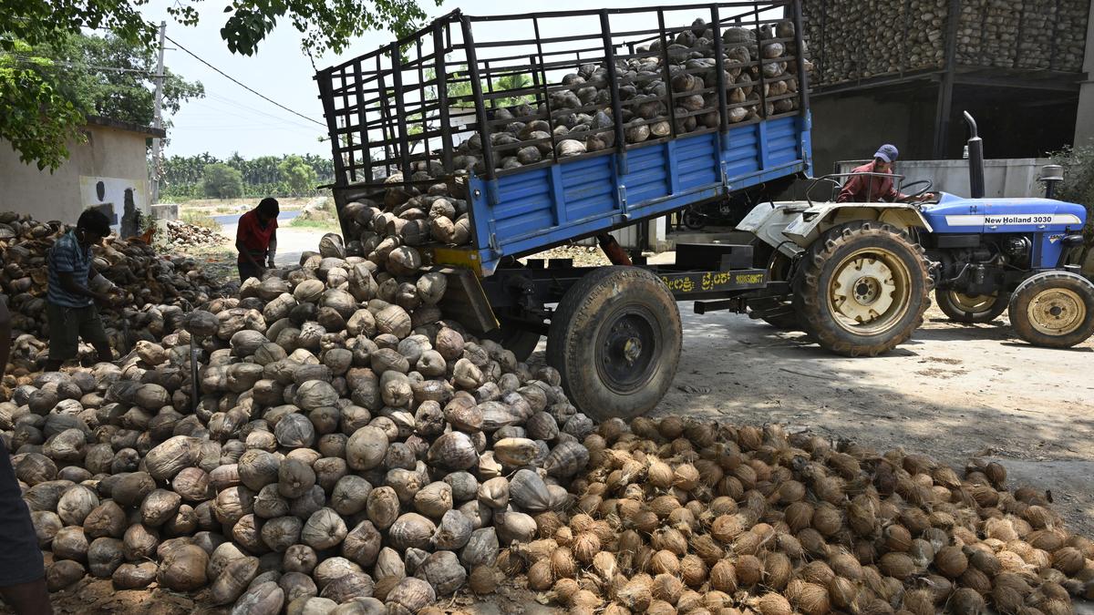 Government hikes copra MSP by up to ₹420 to ₹12,100 per quintal