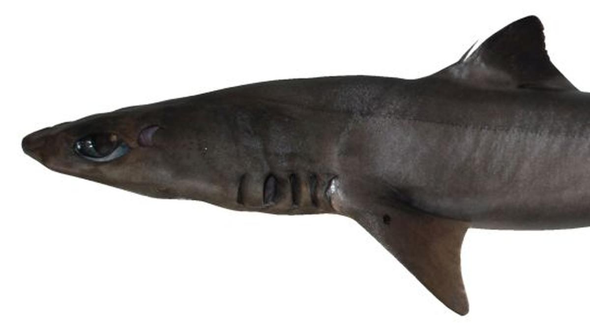 ZSI scientist discover new species of dogfish shark Squalus hima from India