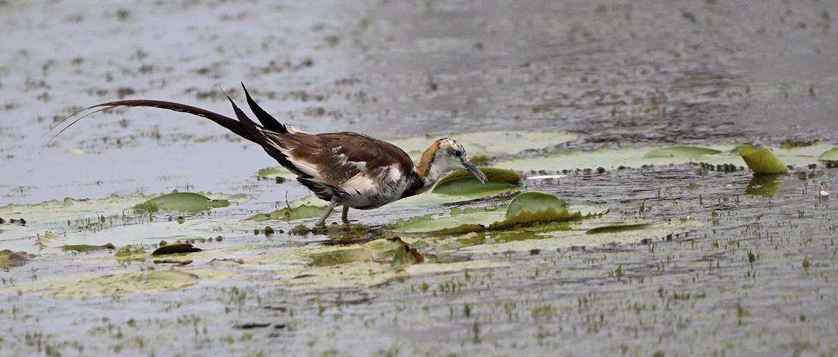 Bažanta ocasu Jacana v Perumbakkamu při chovu peří s některými dokončovacími dotykovými dotykovými Bažanta ocasu Jacana v Perumbakkamu při chovu peří s některými dokončovacími dotykovými dotykovými