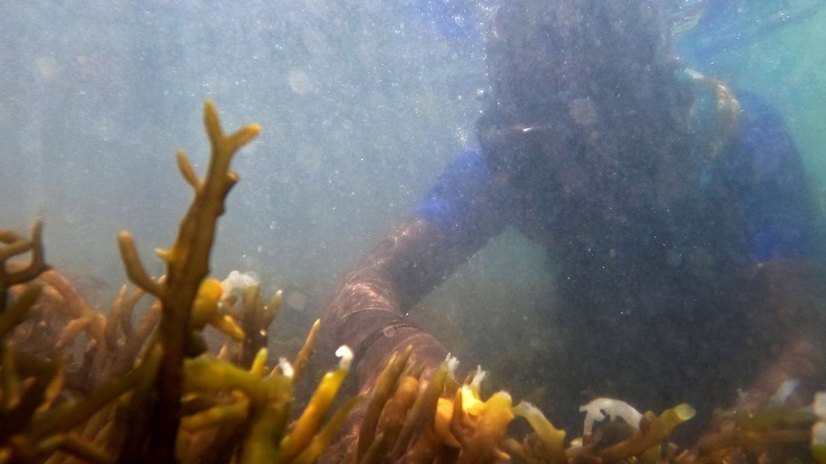 Dakshina Kannada has no area suitable for seaweed cultivation, Karnataka tells Union government