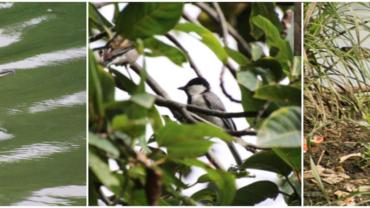 Survey finds 48 bird species in Dorekere Lake