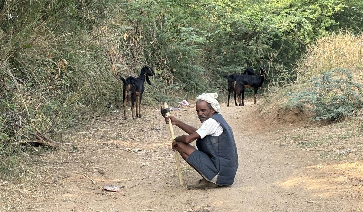 Cattle rearing communities around Ranthambore National Park are selling their goats and cattle in apprehension of its loss.                      