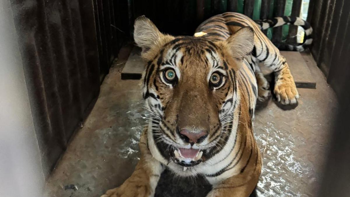 Tigress trapped, captured in Bandipur buffer zone