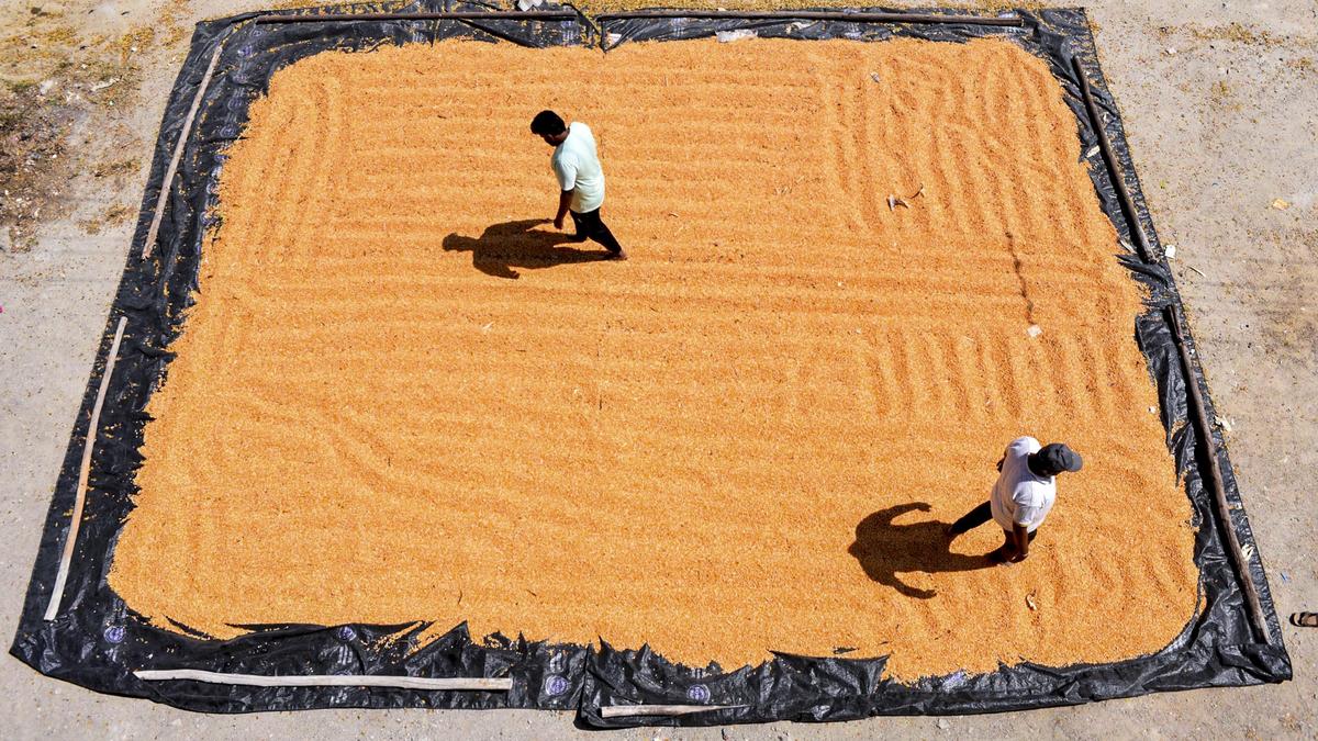 Karnataka revises maize procurement norms; raises cap to 50 quintals per farmer