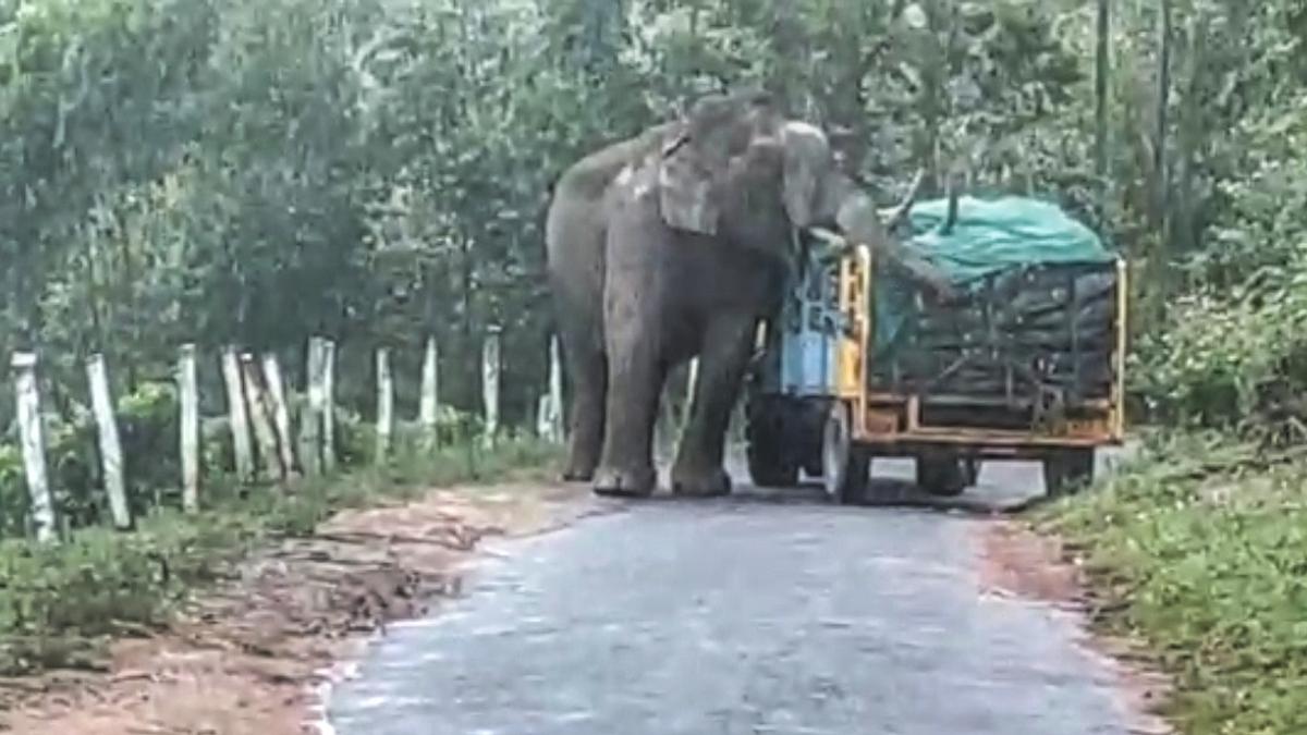 Wild tusker Padayappa blocks tractor on road in Munnar