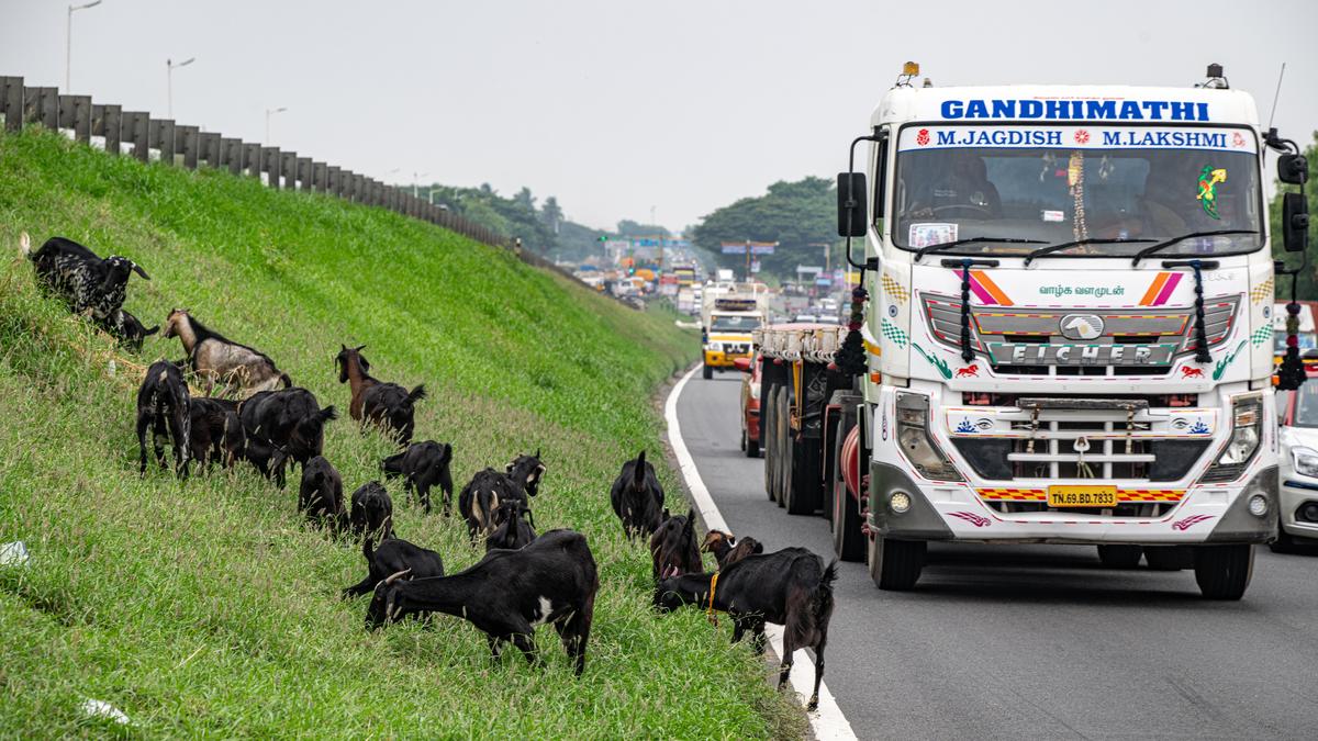 Stray cattle on highways pose safety threat in Tiruchi