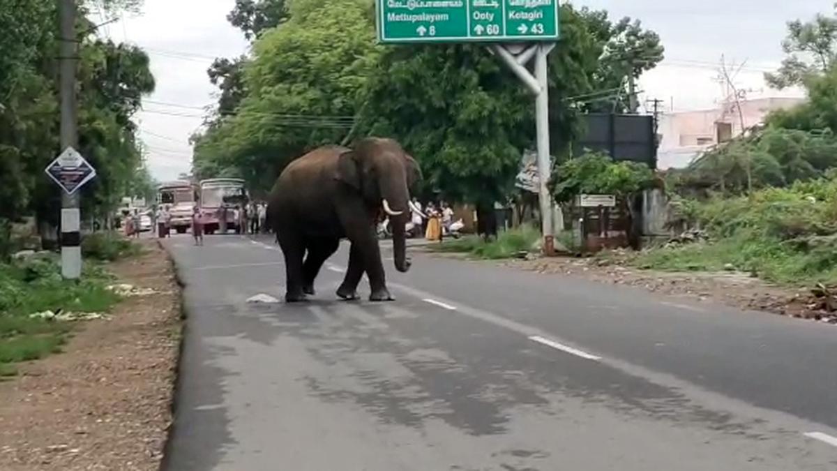 Discarded vegetables, food lure wild elephants to road near Sirumugai