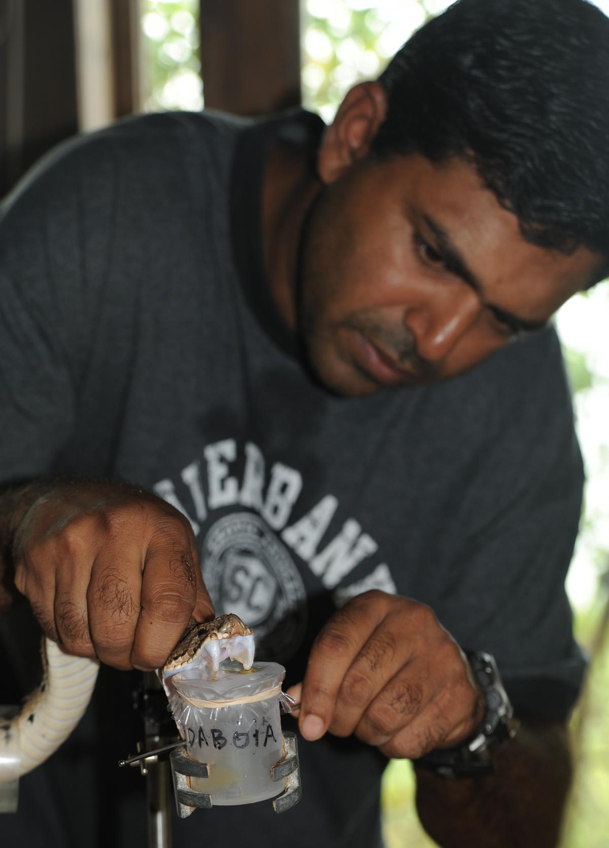 A file picture of venom extraction. 