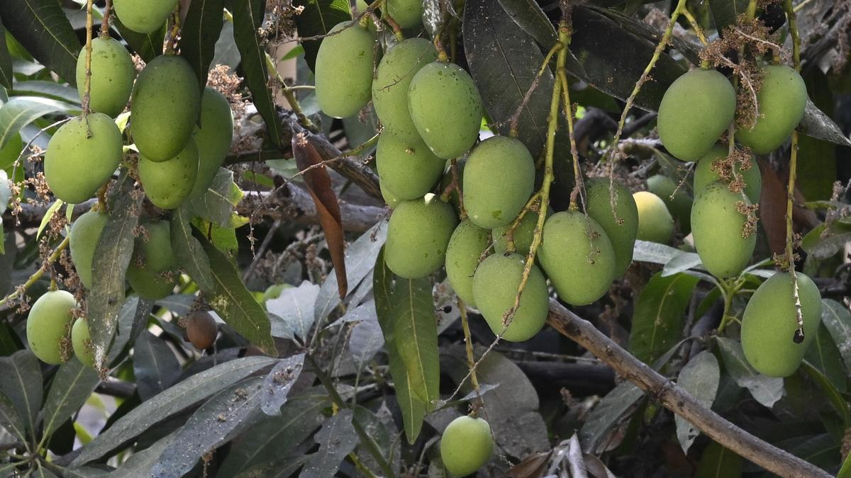 Karnataka’s mango-picking tourism cancelled this year amid low yield and elections