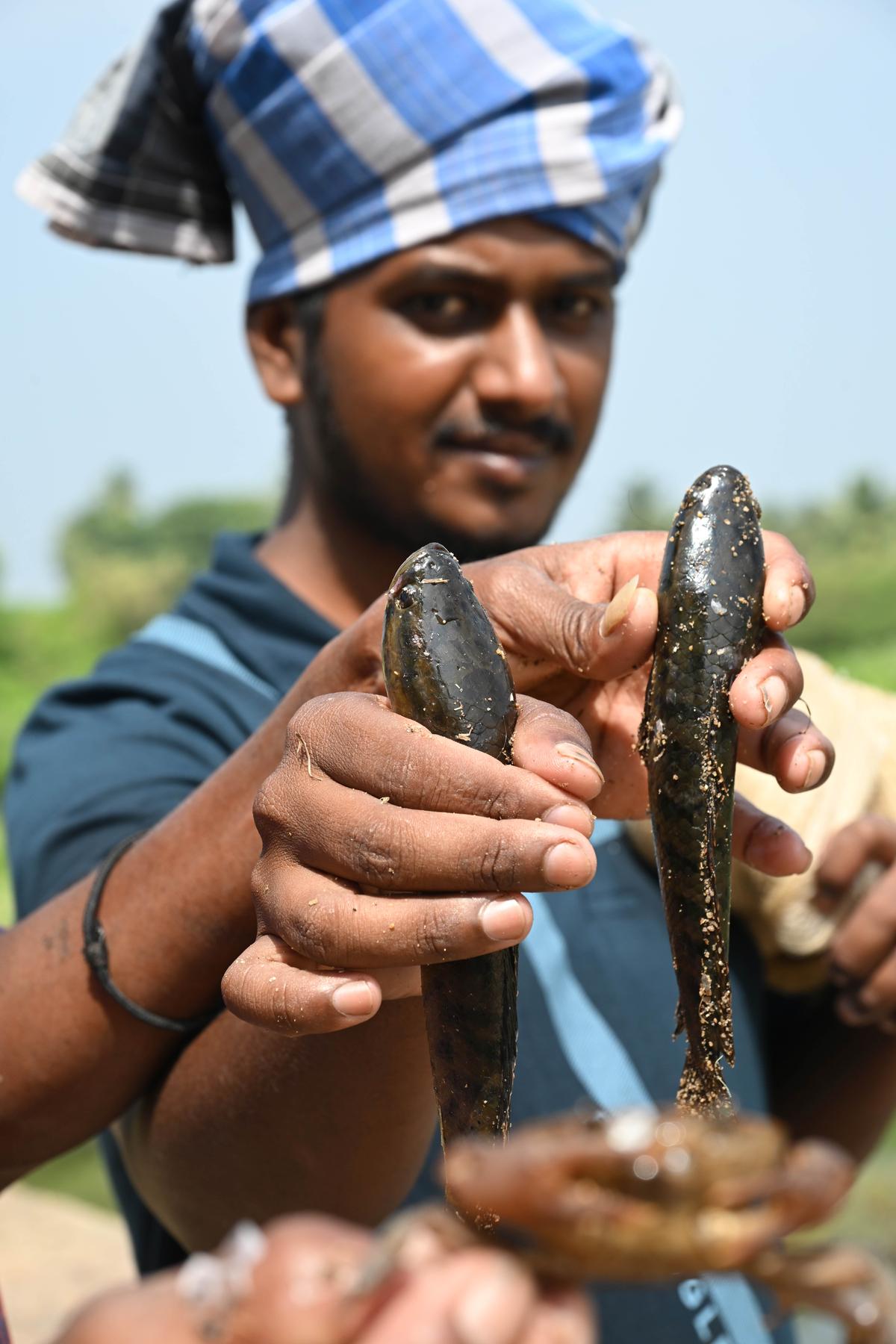Anaipatti fisherman C. Vijayalingam Anaipatti fisherman C. Vijayalingam