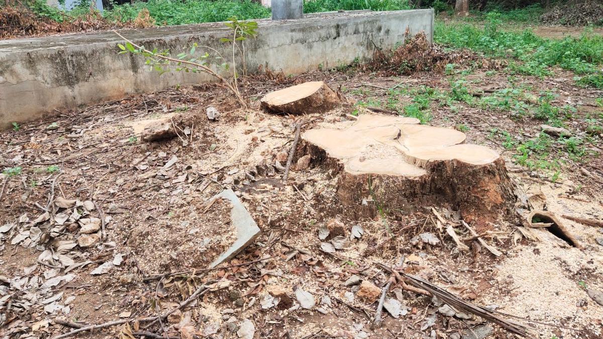 Namakkal RDO imposes penalty on govt. college principal for felling trees on campus
