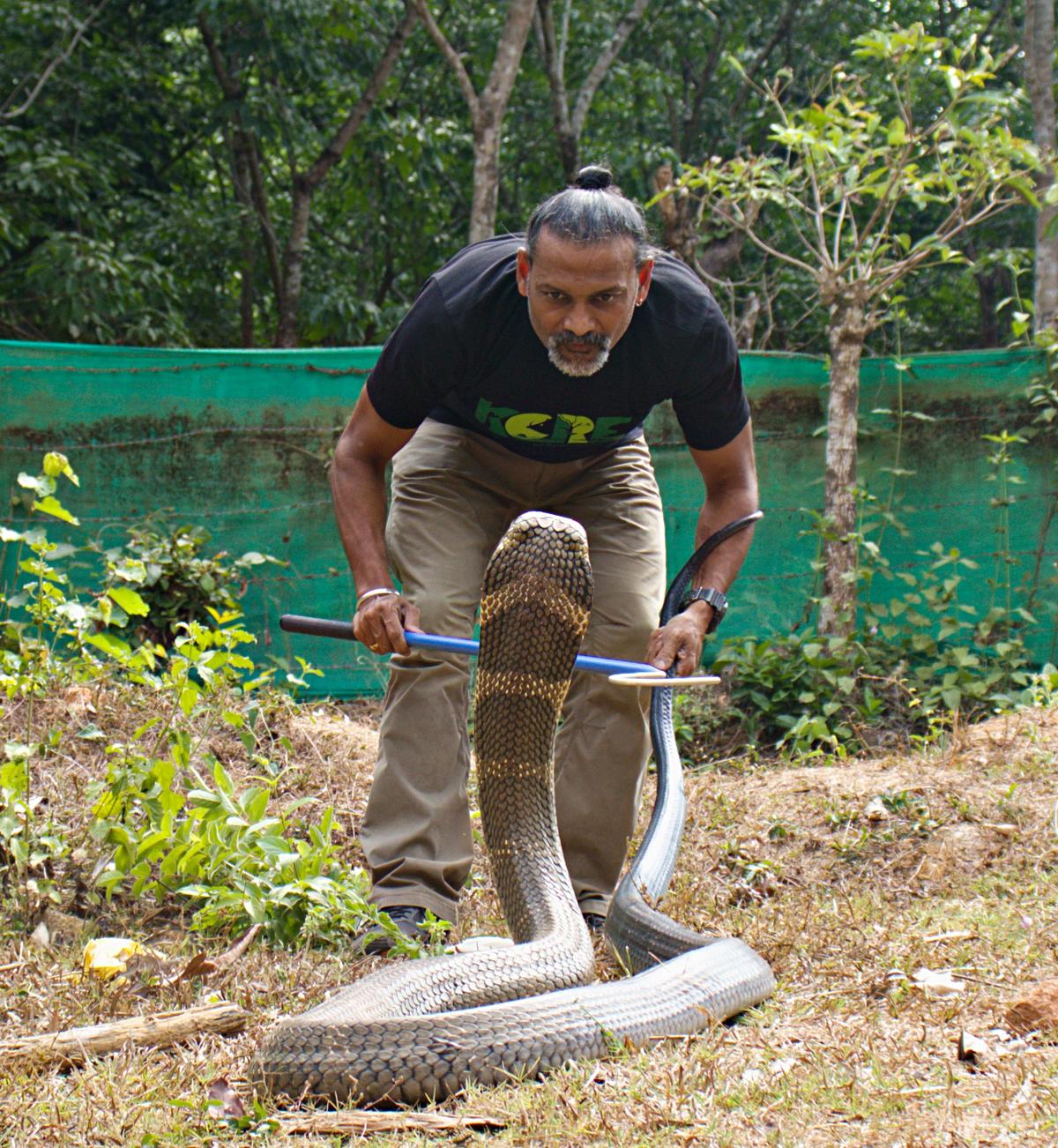 Gowri Shankar has been rescuing king cobras for decades.