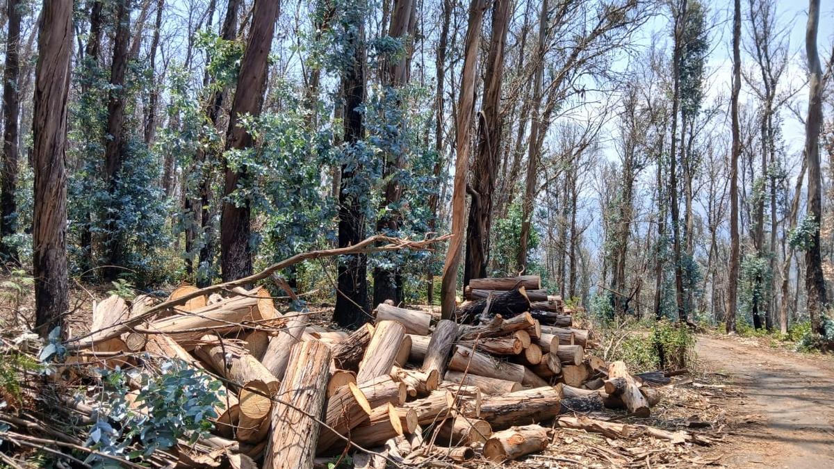 Tree cutting permits being used as carte blanche for illegal logging of the Nilgiris’ forests, allege activists