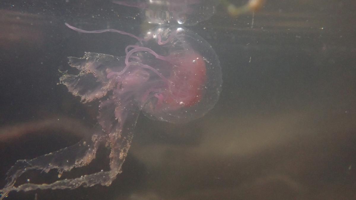 Venomous jellyfish blooms spotted along Visakhapatnam coast in Andhra Pradesh