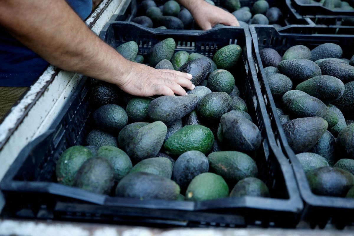 Do you like avocados?