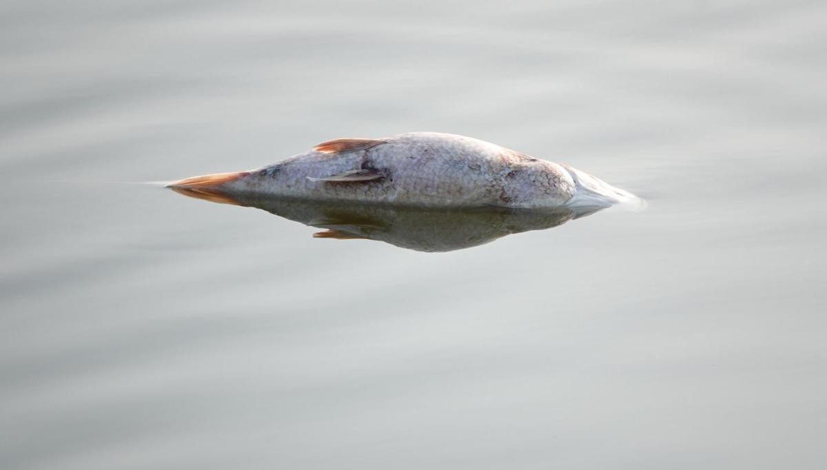A dead fish at Harohalli lake in Bengaluru.