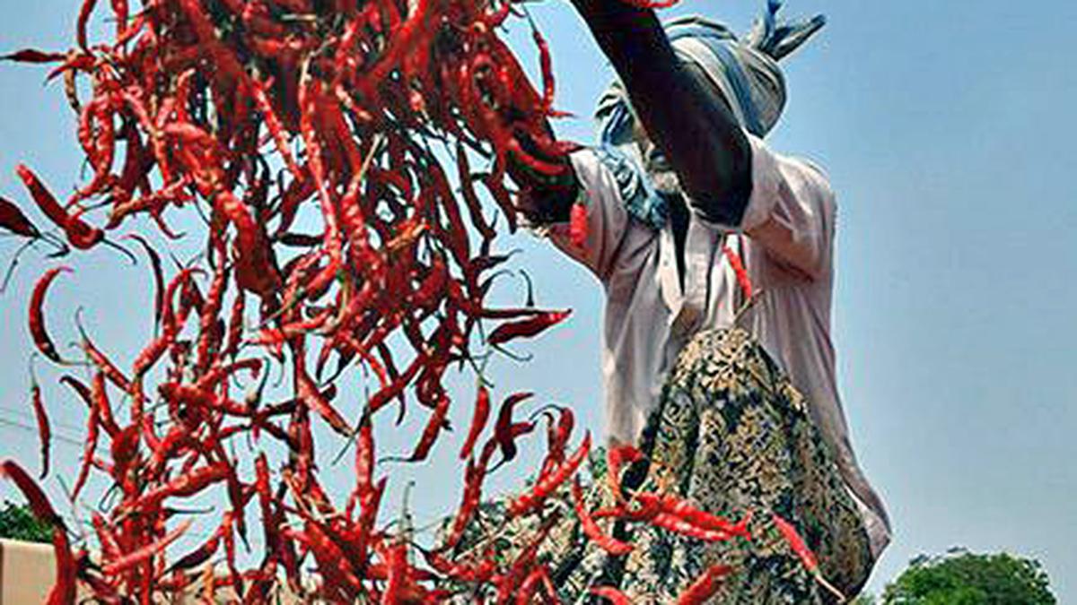 Chilli farmers stage sit-in in Warangal, demand remunerative price