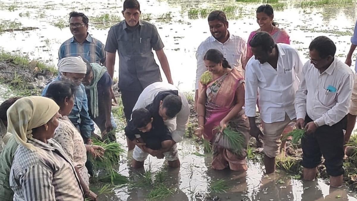 Andhra Pradesh: cultivate paddy varieties with less crop duration in the rabi season, farmers told