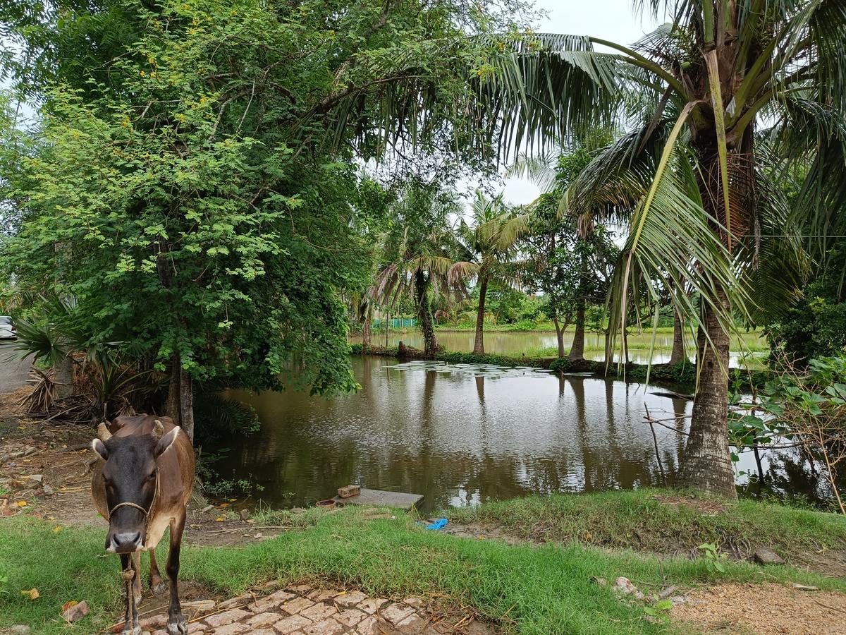 Open water bodies like these surround the houses of residents in Kultali area, Sundarbans on all sides. This is a common phenomenon for every household in this riverine area. 