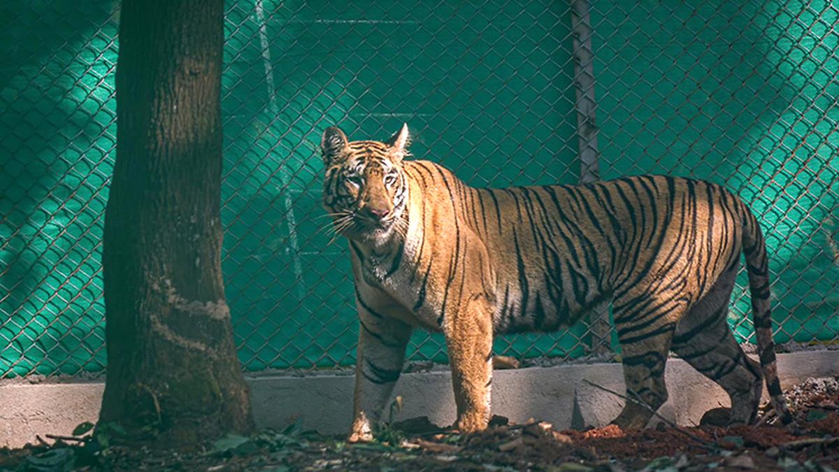 Tigress Zeenat released into southern Similipal reserve in Odisha