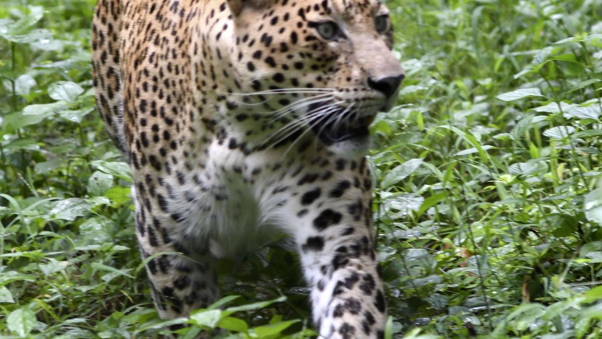 Villagers in panic after leopard kills sheep in Andhra Pradesh