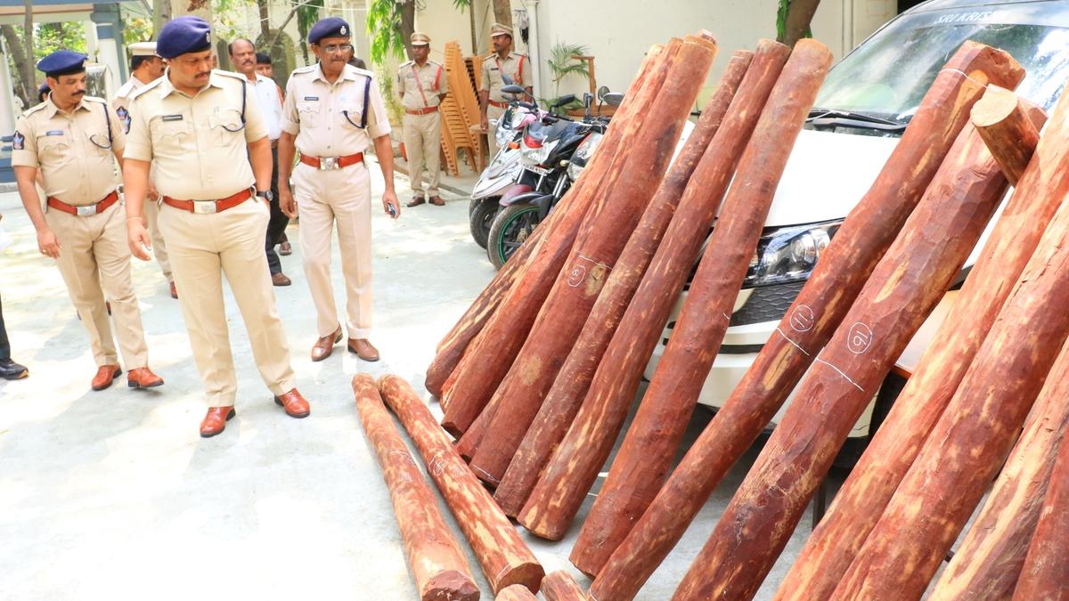 13 red sanders smugglers held, logs worth ₹71 lakh seized in Tirupati