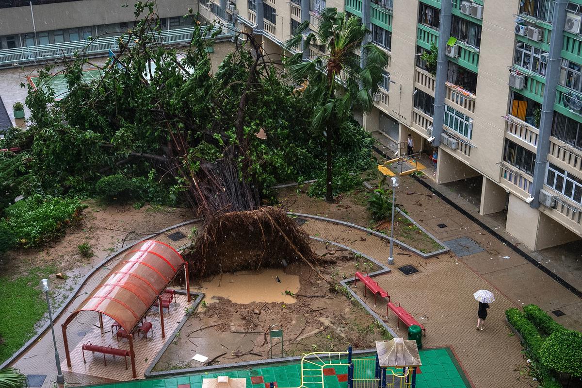A fallen tree sits inside the park in Ho Man Tin area, as super typhoon Ragasa approaches in Hong Kong, Wednesday, Sept. 24, 2025. 