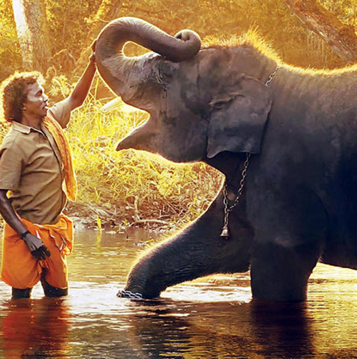Watch | Baby elephant 'Raghu' turns celebrity after 'The Elephant ...