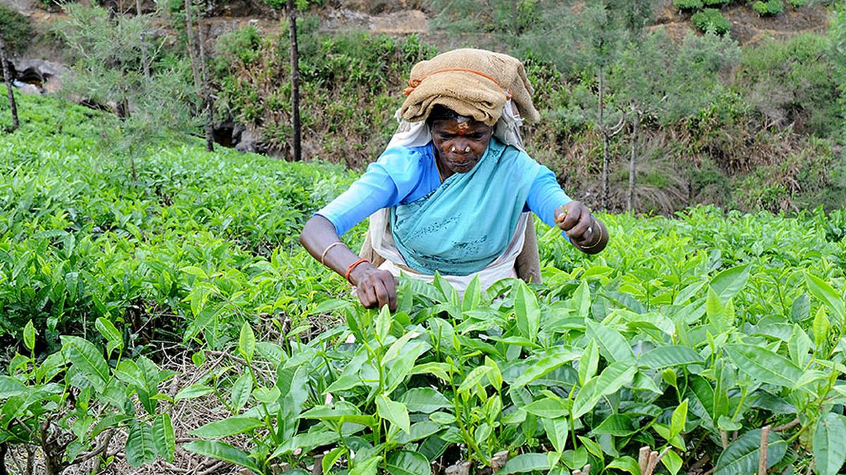 Tea, coffee prices to go up in Chennai
