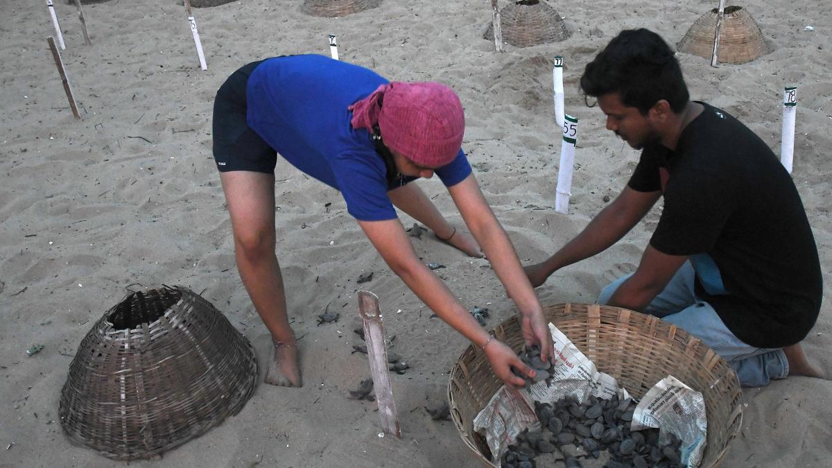 Good nesting season of Olive Ridley turtles ends along Chennai’s coast
