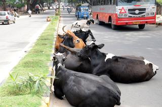 Madikeri CMC prohibits defecation and urination in public places - The Hindu