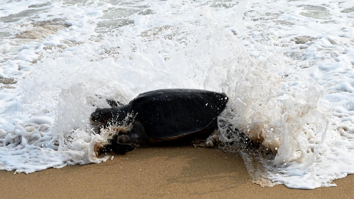 Authorities to strengthen enforcement of fisheries regulations to address Olive Ridley turtle deaths