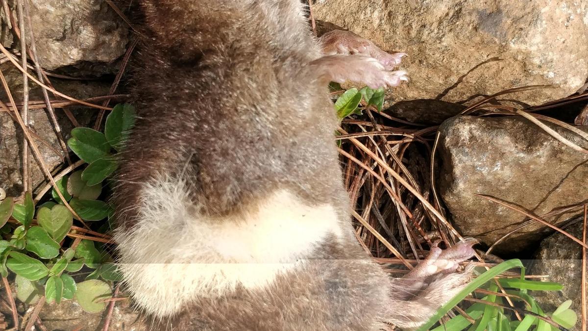 Shrew thought to have been extinct for over two centuries photographed in the Nilgiris