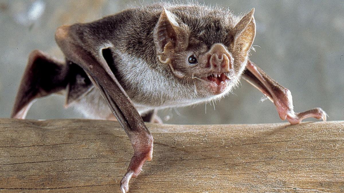 Social relationships help vampire bats facilitate their unusual blood diets
Premium