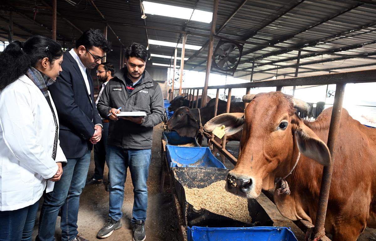 The lumpy skin disease outbreak in 2022 had claimed the lives of thousands of cattle in the country. The lumpy skin disease outbreak in 2022 had claimed the lives of thousands of cattle in the country.