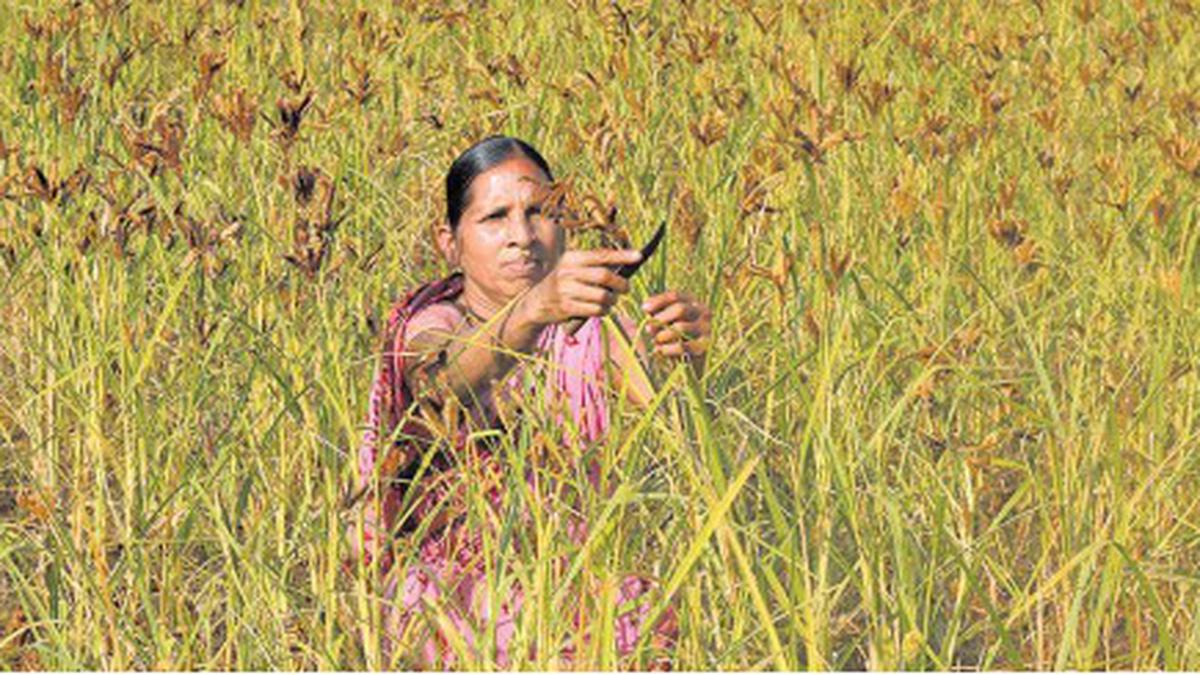 Millets for a healthier future
Premium