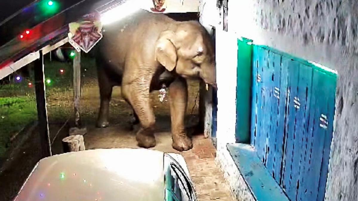 Wild elephants raid grocery shop in Munnar