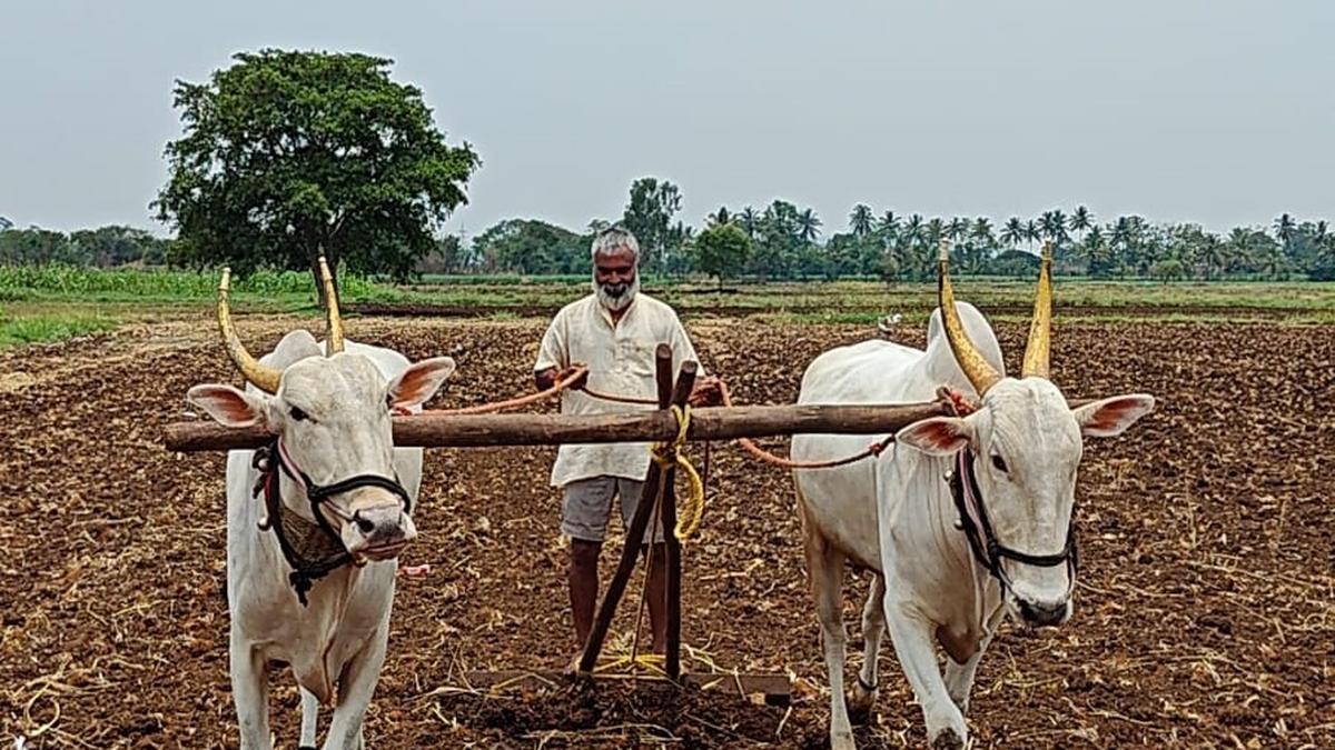 Did Maharashtra Ekikaran Samiti candidates upset the plans of national parties in Belagavi district?