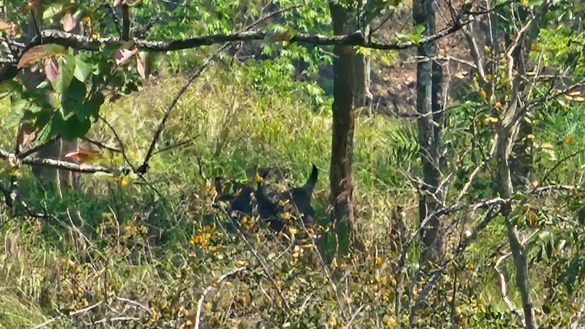 Man injured in wild gaur attack in Idukki