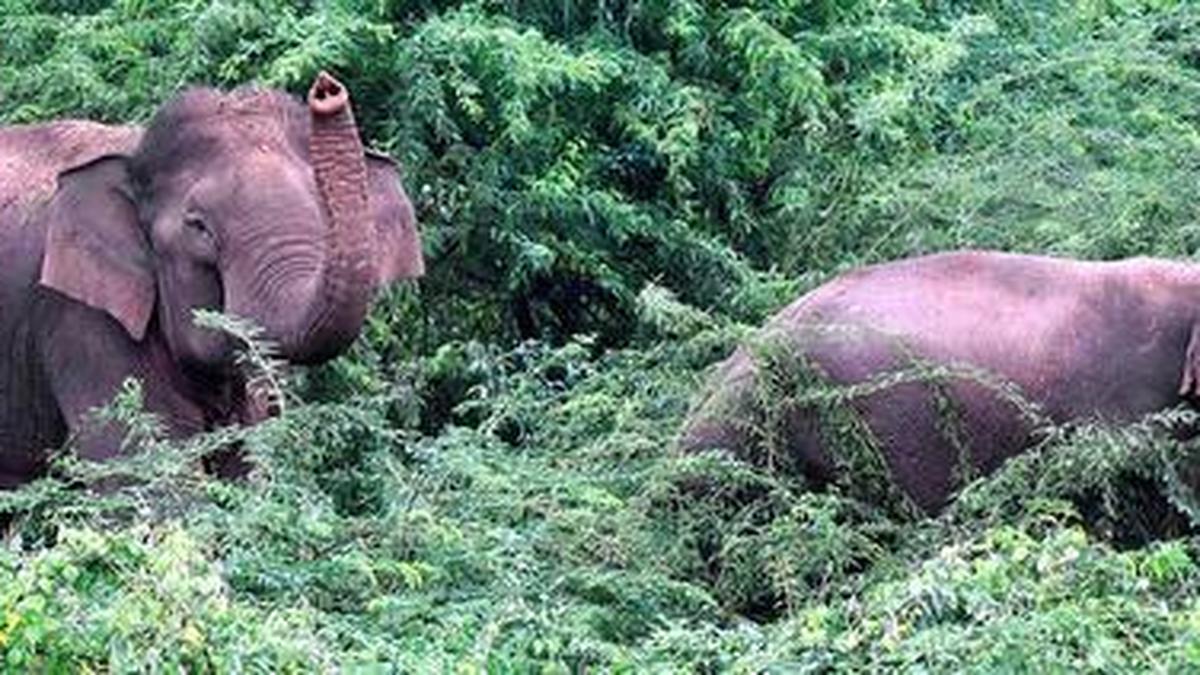 Agricultural worker dies in elephant attack in Chikkamagaluru, local people stage protests